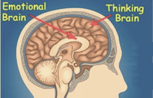 Diagram of emotional and thinking brain
